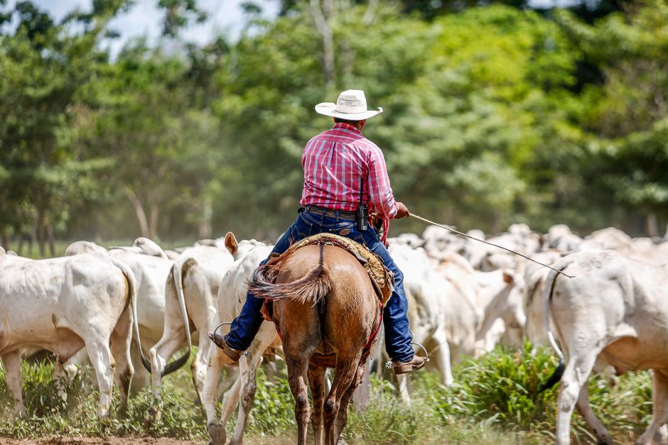 Cowboy montado a cavalo conduzindo gado em fazenda no Paragominas, Brasil